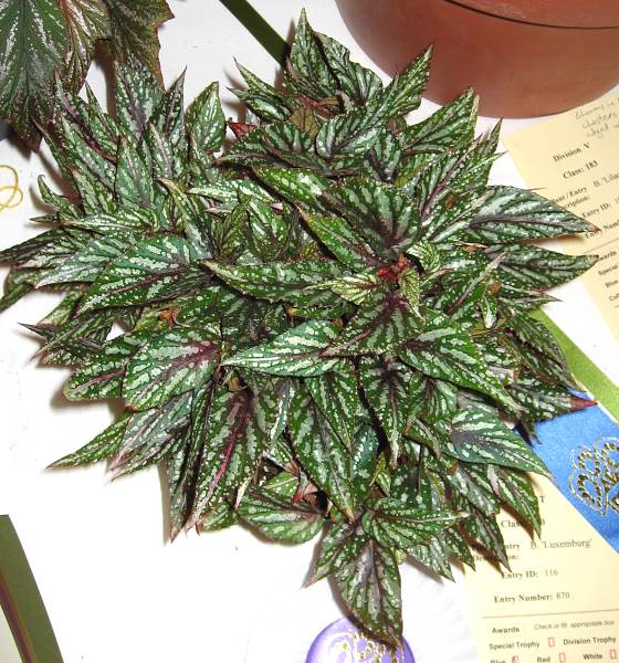 B. ‘Luxenberg’